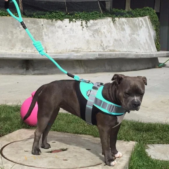 HELIOS • Teal Bark Mudder Leash Harness Dog Walker